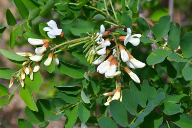 Akasya beyaz çiçekler bahar günü sabah