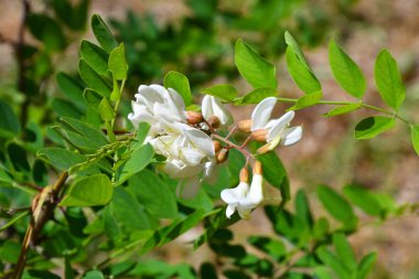 Akasya beyaz çiçekler bahar günü sabah