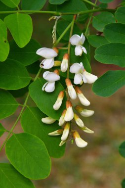 Akasya beyaz çiçekler bahar günü sabah
