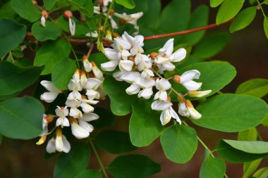 Akasya beyaz çiçekler bahar günü sabah