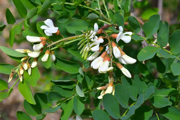 Akasya beyaz çiçekler bahar günü sabah