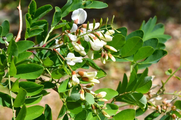 Akasya beyaz çiçekler bahar günü sabah