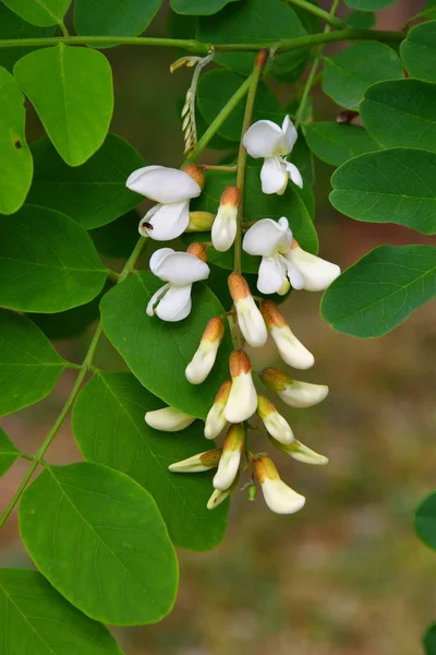 Akasya beyaz çiçekler bahar günü sabah