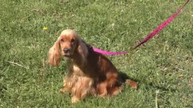Yürüyüşte İngiliz Cocker Spaniel köpek doğurmak