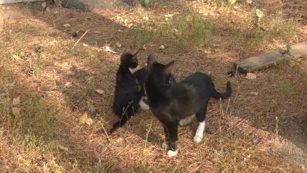 Zwarte Kittens Wandeling — Stockvideo