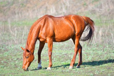 Bahar süre grupta atlara