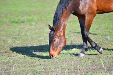 Bahar süre grupta atlara
