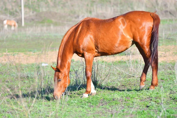 Caballos Granja Primavera — Foto de Stock