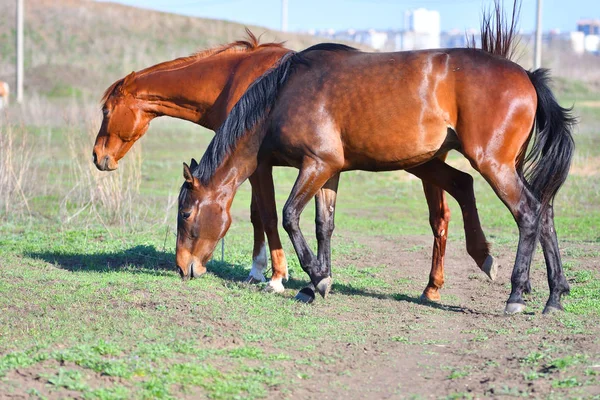 Koně Farmě Jarním Období — Stock fotografie