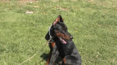 Bir yaz gününde sabah yürüyüşe köpek doğurmak Doberman