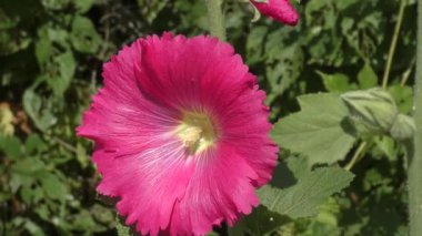 Malva çiçek pembe renk