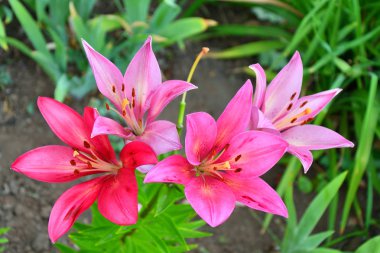 Yaz günü Bahçe Lily mor renk