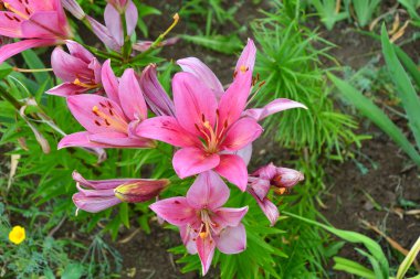 Yaz günü Bahçe Lily mor renk