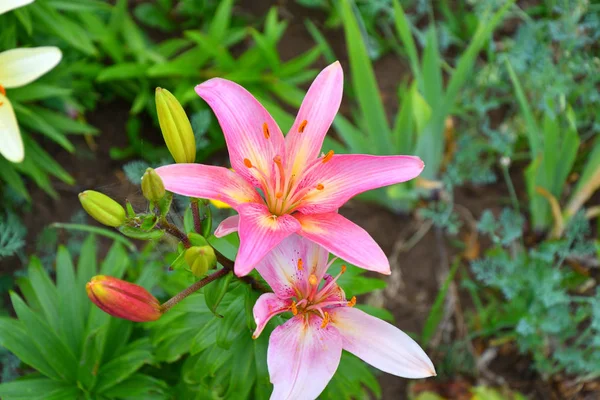 Garten Lilie Violette Farbe Sommer Tag — Stockfoto