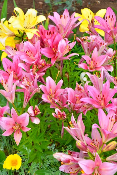 Jardín Lily Color Violeta Día Verano — Foto de Stock