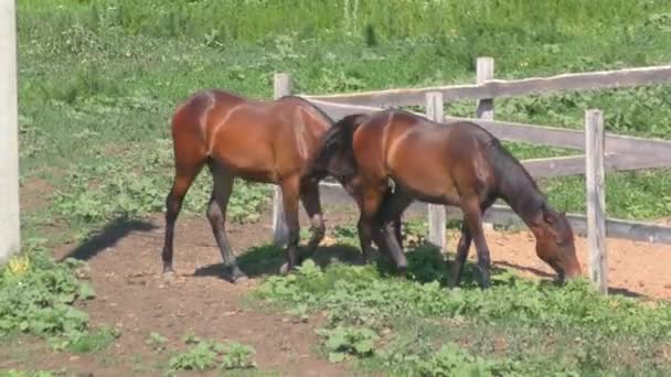Chevaux à la ferme au printemps 