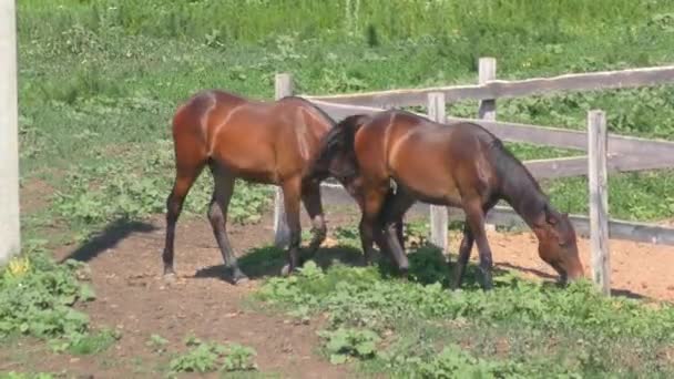 Cavalos Fazenda Primavera — Vídeo de Stock