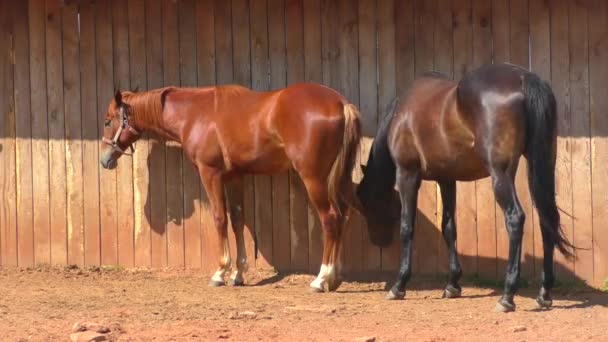 Hästar Gården Vårens Tid — Stockvideo