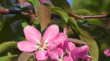 Elma ağacının pembe çiçekler