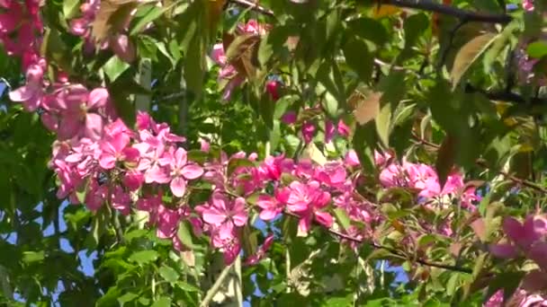 Rosa Blüten Des Apfelbaums — Stockvideo
