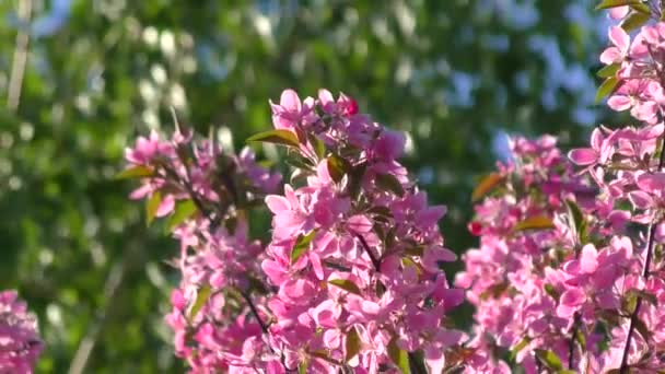 Roze Bloemen Van Appelboom — Stockvideo