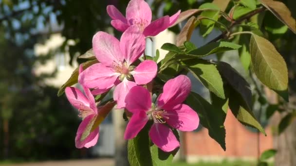 Flores Cor Rosa Apple Árvore — Vídeo de Stock