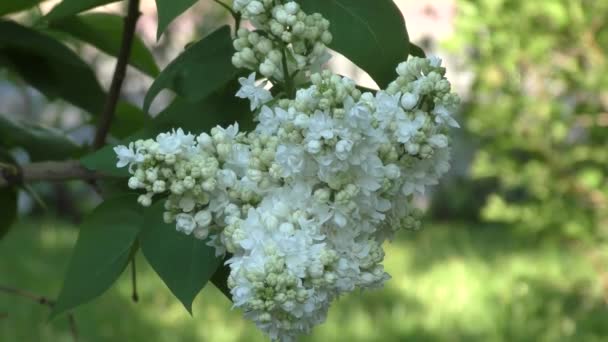 Jardín Primavera Blanco Lila — Vídeo de stock