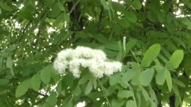 Rowan bahar bahçe beyaz çiçekler