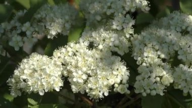 Rowan bahar bahçe beyaz çiçekler