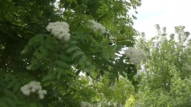 Білі Квіти Саду Навесні Горобини — стокове відео