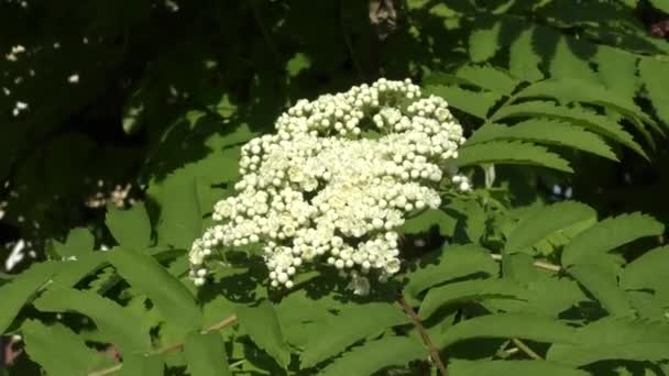 Weiße Blüten Der Eberesche Frühlingsgarten — Stockvideo