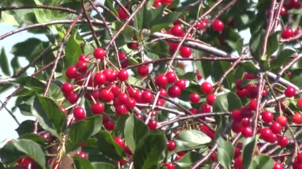 Ripe Cherries Summer Garden — Stock Video