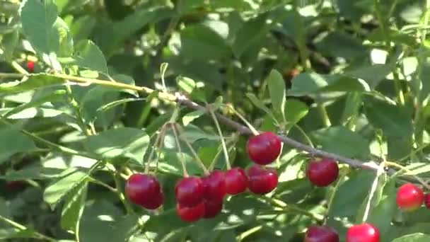 Ripe Cherries Summer Garden — Stock Video