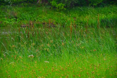 Nehri üzerinde sabah bulutlu hava yaz