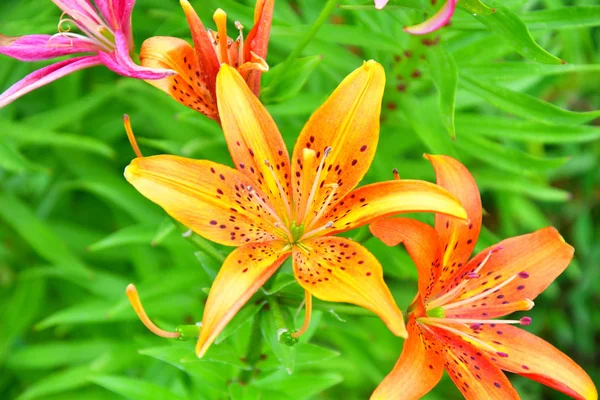Jardín Lily Color Amarillo Naranja Moteado Verano — Foto de Stock