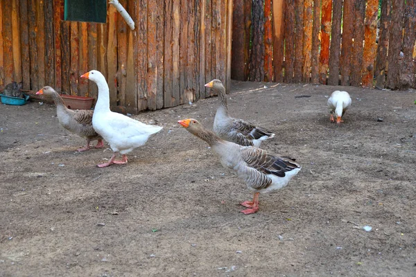 Geese Farm Hot Summer Day — Stock Photo, Image