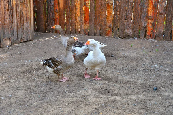 Sıcak bir yaz günü çiftlikte kaz