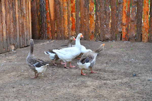 Sıcak bir yaz günü çiftlikte kaz