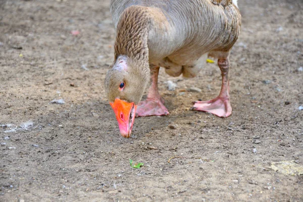 Sıcak bir yaz günü çiftlikte kaz