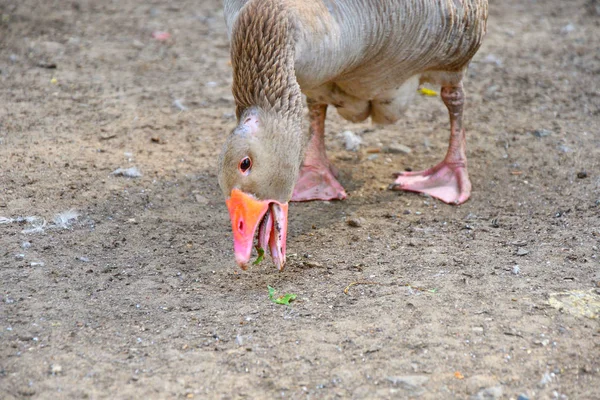 Gänse Auf Dem Bauernhof Einem Heißen Sommertag — Stockfoto