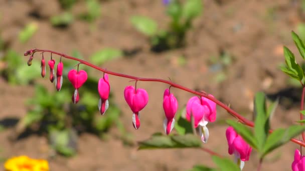 Dicentra 破碎的心 在夏日花园里 — 图库视频影像