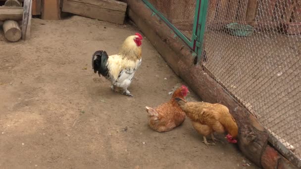 Galo Frango Fazenda Dia Verão — Vídeo de Stock