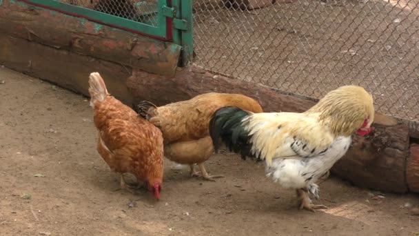 Galo Frango Fazenda Dia Verão — Vídeo de Stock