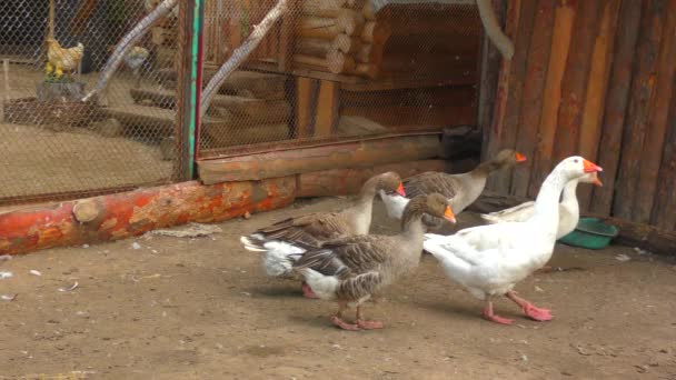 Geese Farm Hot Summer Day — Stock Video