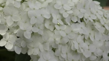 Yaz bahçede beyaz ortanca çiçek