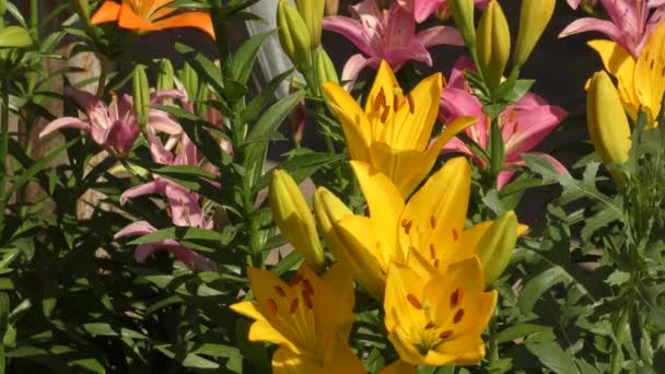 Jardin Lily jaune dans le jardin d'été 