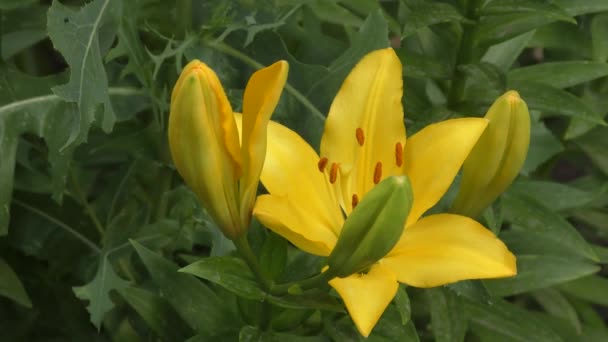 Κίτρινο Κρίνο Κήπος Στον Καλοκαιρινό Κήπο — Αρχείο Βίντεο