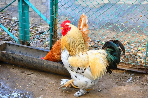 Rooster Farm Summer Day — Stock Photo, Image