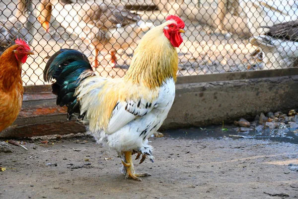 Gallo Granja Día Verano — Foto de Stock