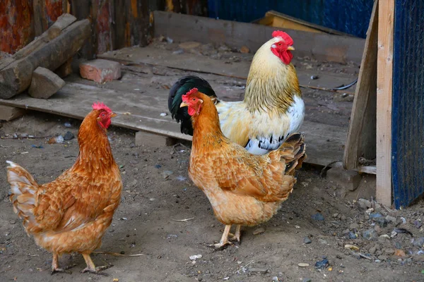 Rooster Farm Summer Day — Stock Photo, Image